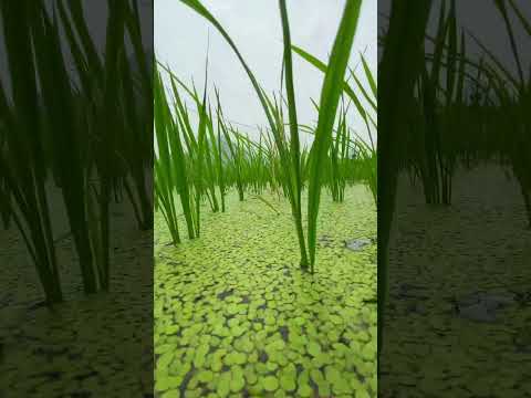 FANTASY UNDERWATER WORLD OF RICE FIELD #therapy #underwater #photography #shorts