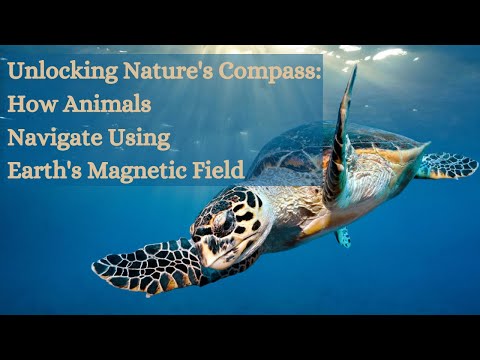 Unlocking Nature&#039;s Compass: How Animals Navigate Using Earth&#039;s Magnetic Field | Magnetic compass